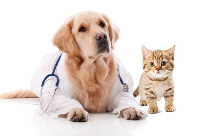 Скільки коштує відкрити ветеринарну клініку - коментарі аналітиків Pro-Consulting. Delo.ua